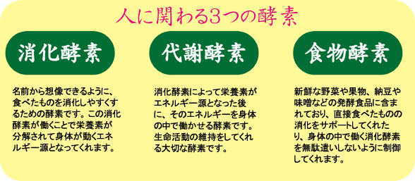 人に関わる3つの酵素